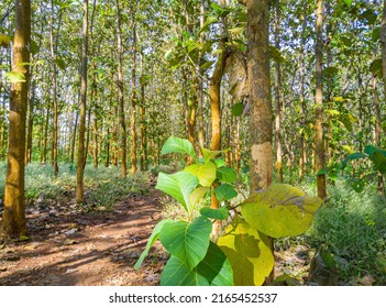 view of teak trees in the forest, teak trees in the morning, nature background, teak trees in tropical forest, nature wallpaper, teak tree of life - Shutterstock ID 2165452537