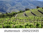 View of terraced Douro Vineyards on a sunny day, Douro, Vineyards, Portugal, Terraces, Summer