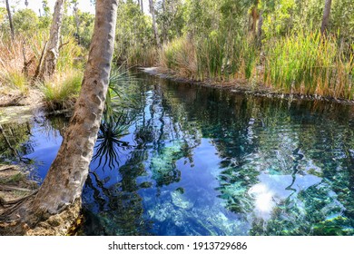 View Of Thermal Pool At Bitter Springs