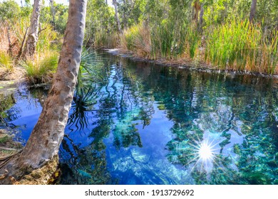 View Of Thermal Pool At Bitter Springs