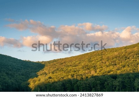 A View of the Thick Forest at Allegheny National Forest, PA, USA