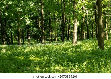 View of a thicket in a deciduous forest