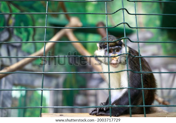View of thinking\
moustached monkey in zoo