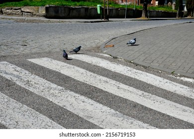 A view of three birds, probably pigeons walking along an empty street next to a pedestrian crossing in the middle of a small rural area spotted on a sunny summer day in Poland