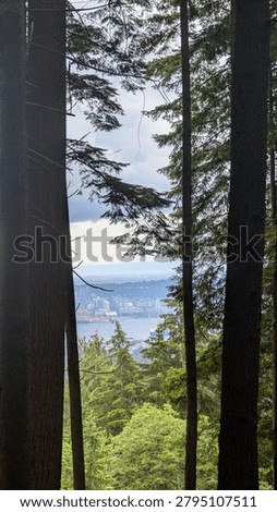 View Through Ancient Cedar Trees Overlooking Burrard Inlet and Vancouver, British Columbia, Canada