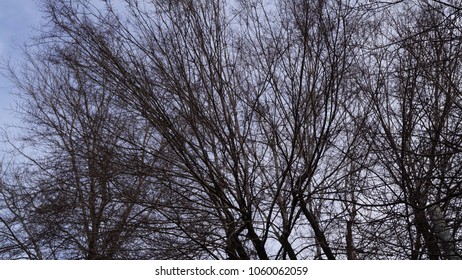 view through the branches of trees from below