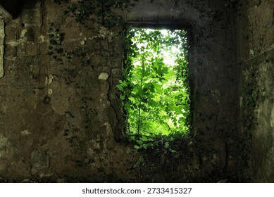 View through a cracked window frame in an old derelict building, completely overgrown with vibrant green ivy and fig leaves reclaiming the space. Sunlight filters through the foliage, highlighting decay and nature's takeover. Great for urban exploration, abandoned plaes, nature vs architecture, and ruin themes.
