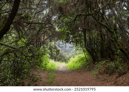 View through the dark cloud forest to a bright clearing in the fog, la Palma, Canary Islands