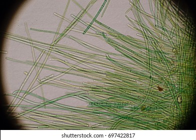 View through the eyepiece of the microscope, a preparation of green algae