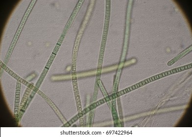 View through the eyepiece of the microscope, a preparation of green algae
