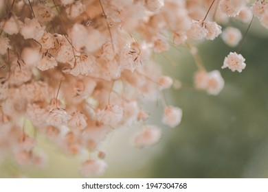 The view through the glass of dry white gypsophila flowers, Cinematic tone. - Powered by Shutterstock