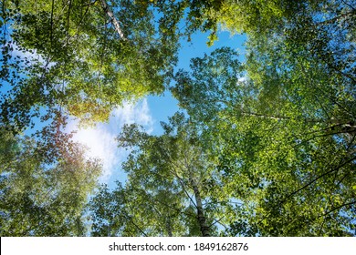 View up through green trees into the blue sky. 