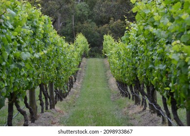 View Through The Leafy Green Rows Of Pinot Grigio And Noir Grape Vines At A Vineyard Or Winery On The Mornington Peninsula