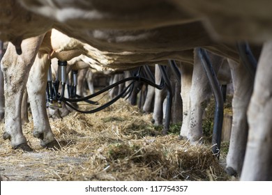 view through the legs of several milk cows at barn with milking machine