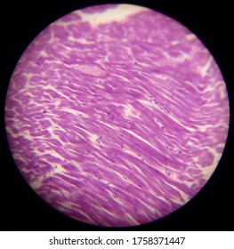 View Through Light Microscope Eyepiece Of Cardiac Muscle Tissue, Showing Musclecells Up Close.