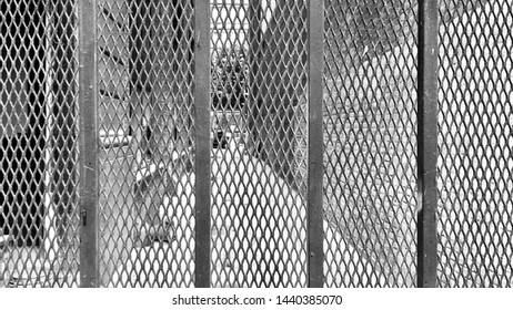 View Through Mesh Grating To Alleyway In Downtown Los Angeles, California. Black And White, Focus On Fence