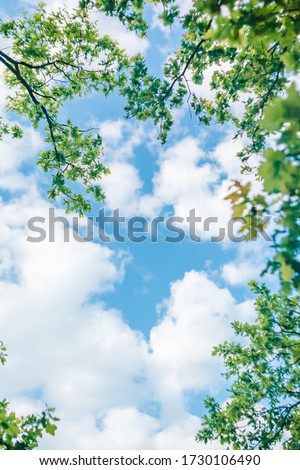 View up through the oak branches to the blue summer sky with clouds.