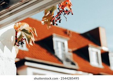 View through the open window on cozy old architecture in autumn town. Windows in rooftop mansard. Wild grapes with berries. Red tile roof. Sweet home. - Powered by Shutterstock