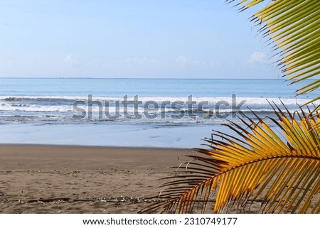 View through the palm branches on the sandy beach of Pacificocean 