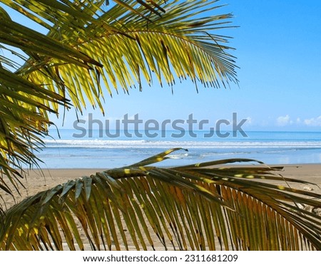View through the palm branches on the sandy beach of the Pacificocean 