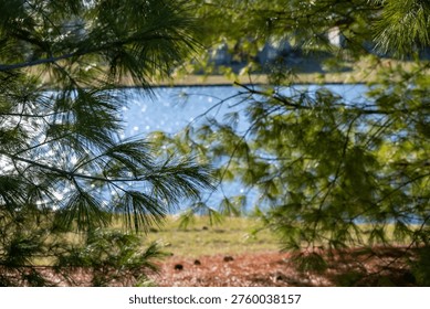 View Through Pine Tree Branches Overlooking Calm Water in Natura