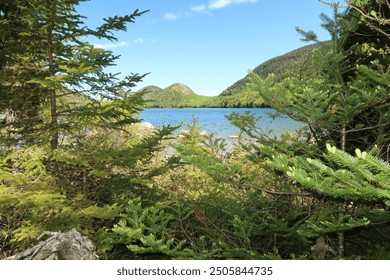 View through the Pine Trees