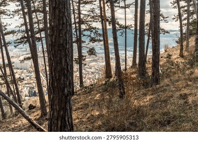 View through pine trees on a hillside toward a distant town and valley, with dry grass, trunks, and spring countryside scenery.