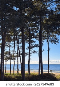 View through pine trees toward a beach with light sand and the blue sea beyond, under clear blue skies — a serene coastal moment full of Baltic charm.