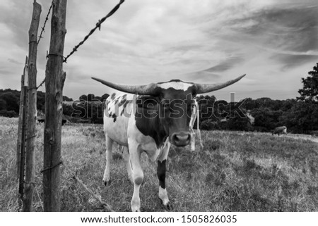 View through the strands of a barbed wire fence in black and white of a Longhorn calf standing a ranch pasture with other members of its herd and a grove of trees in the background.