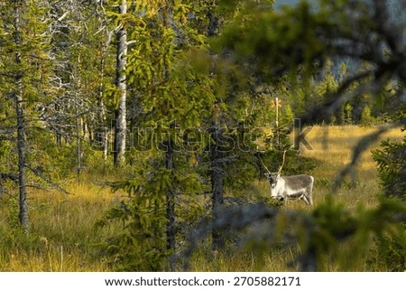 View through tree branches to wild reindeer (Rangifer tarandus) grazing in Swedish wilderness. Natural habitat, early autumn vegetation. Authentic wildlife imagery showing Scandinavian fauna and flora