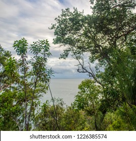 View through the trees
