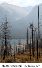 View through trees damaged by a forest fire, Glacier National Park, Montana USA
