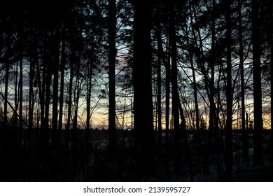 View through trees. Silhouette of forest. Details of nature. Evening landscape.