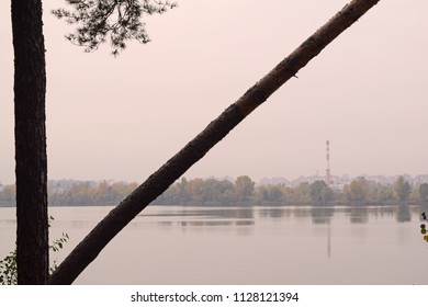 View through two different pine trees on the lake in the fog
