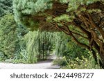 View through various conifers and firs to a bridge in this beautiful arboretum in Rotterdam, the Netherlands