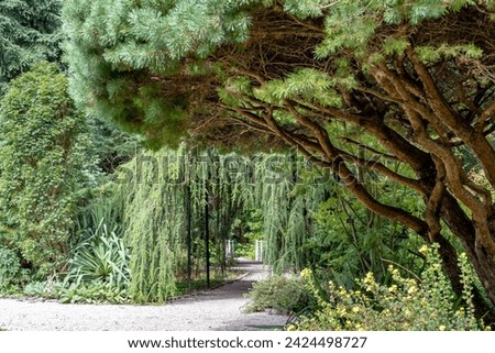 View through various conifers and firs to a bridge in this beautiful arboretum in Rotterdam, the Netherlands