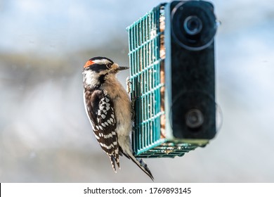 View Through Window Of Downy Woodpecker Bird Animal Perching On Suet Cake Feeder Cage Eating In Virginia With Blurry Background