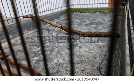 View through the wire bars of an empty birdcage showing a wooden
perch stick and a mossy concrete floor below.