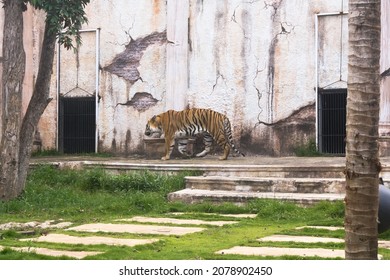 View Of Tiger In Park With White Wall Background And Green Grass. No People.