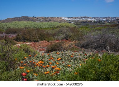 View Of Tijuana City From Tijuana River Valley Regional Park