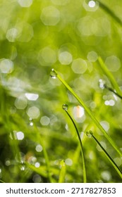 A view of the tiny dew drops and green grass. Bokeh on the background. Blurred image.