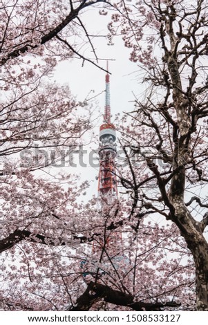 View of Tokyo tower and pink cherry blossom(sakura) with blue sky during winter season of Japan in front of it. 商業照片 © 