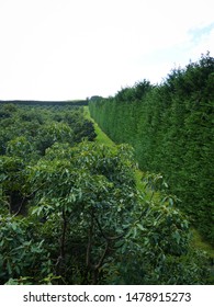 View Of Top Of Avocado Trees, Far North, New Zealand 