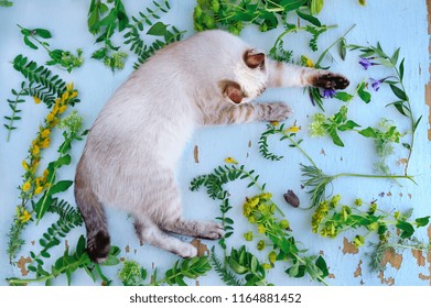 Pretty Cat Among Wild Flowers Top Stock Photo (Edit Now) 1164897136