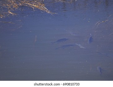 view top view of fishes swimming in shallow river with - Powered by Shutterstock