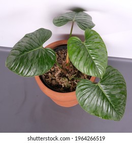 Silver Philodendron Hd Stock Images Shutterstock