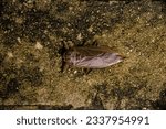 view from the top, Lethocerus deyrollei, giant, cockroach, water cockroach, insect, Lethocerus patruelis, big, Lethocerus, white background,  jackstraw, feeler, predator, animal, isolated
