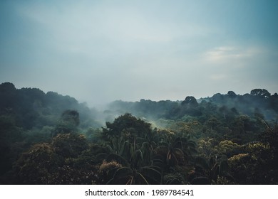 View From The Top Of The MacRitchie Reservoir Park, Singapore.