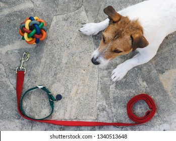 View From Top On Dog Lying Down On Floor Next To Supplies For Walk With Pet