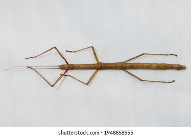 View Of The Top Side Of A Common Indian Stick Insect Pet